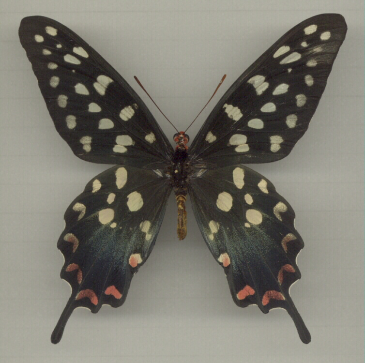 Papilio antenor Männchen 